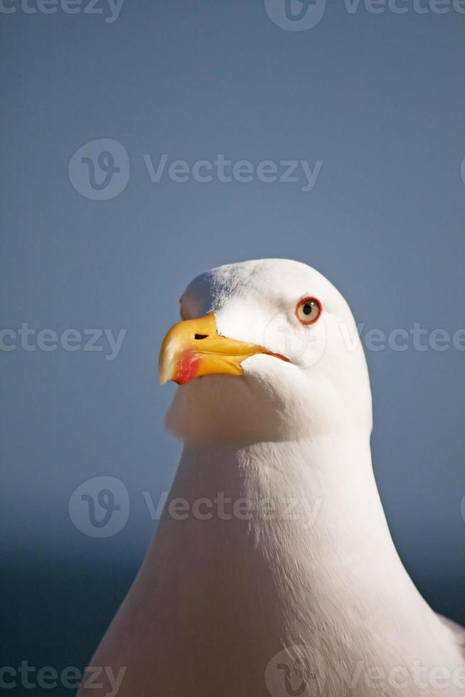 gros plan de la tête de mouette photo