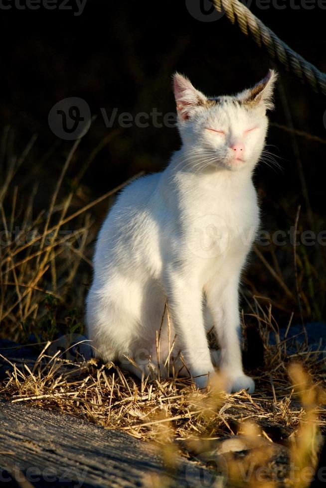 beau chat domestique photo