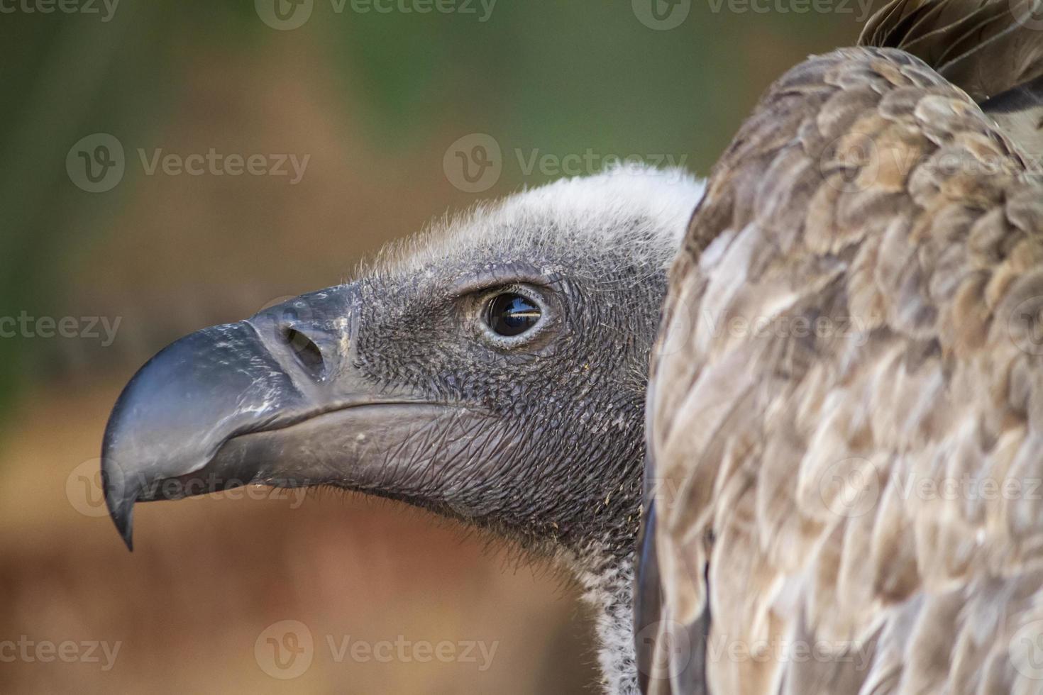 gros plan tête de griffon photo