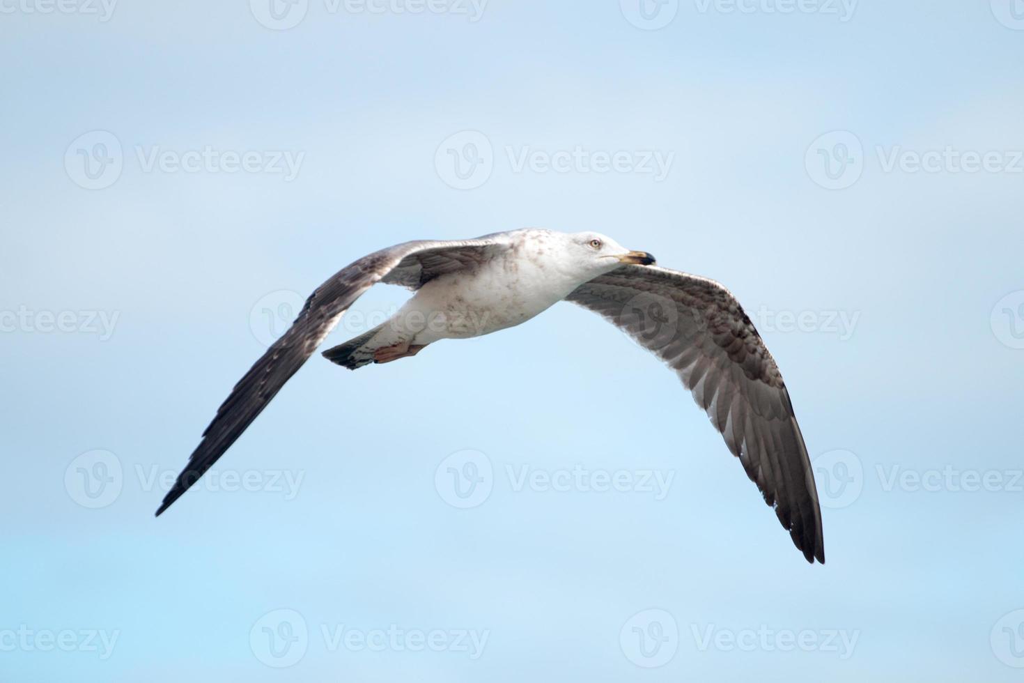 gros plan du vol de mouette photo