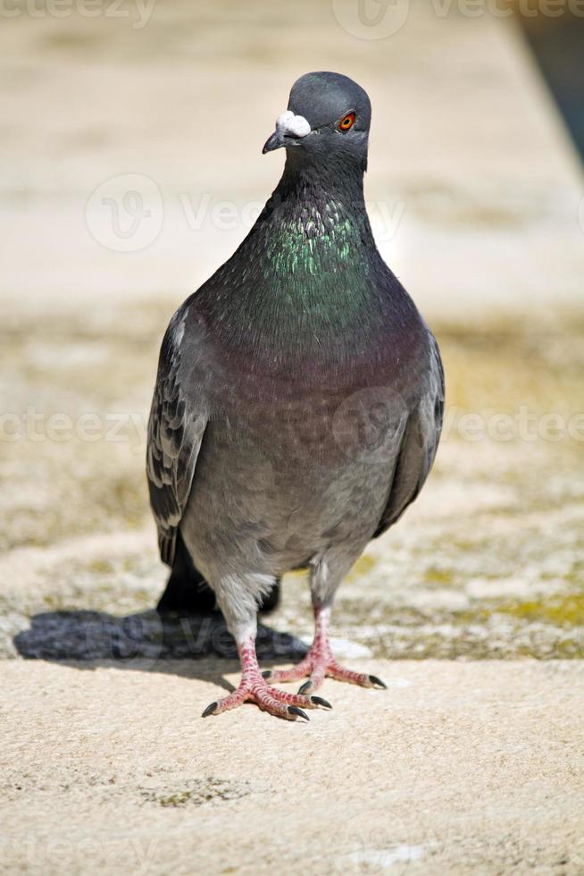 gros plan de marche de pigeon photo