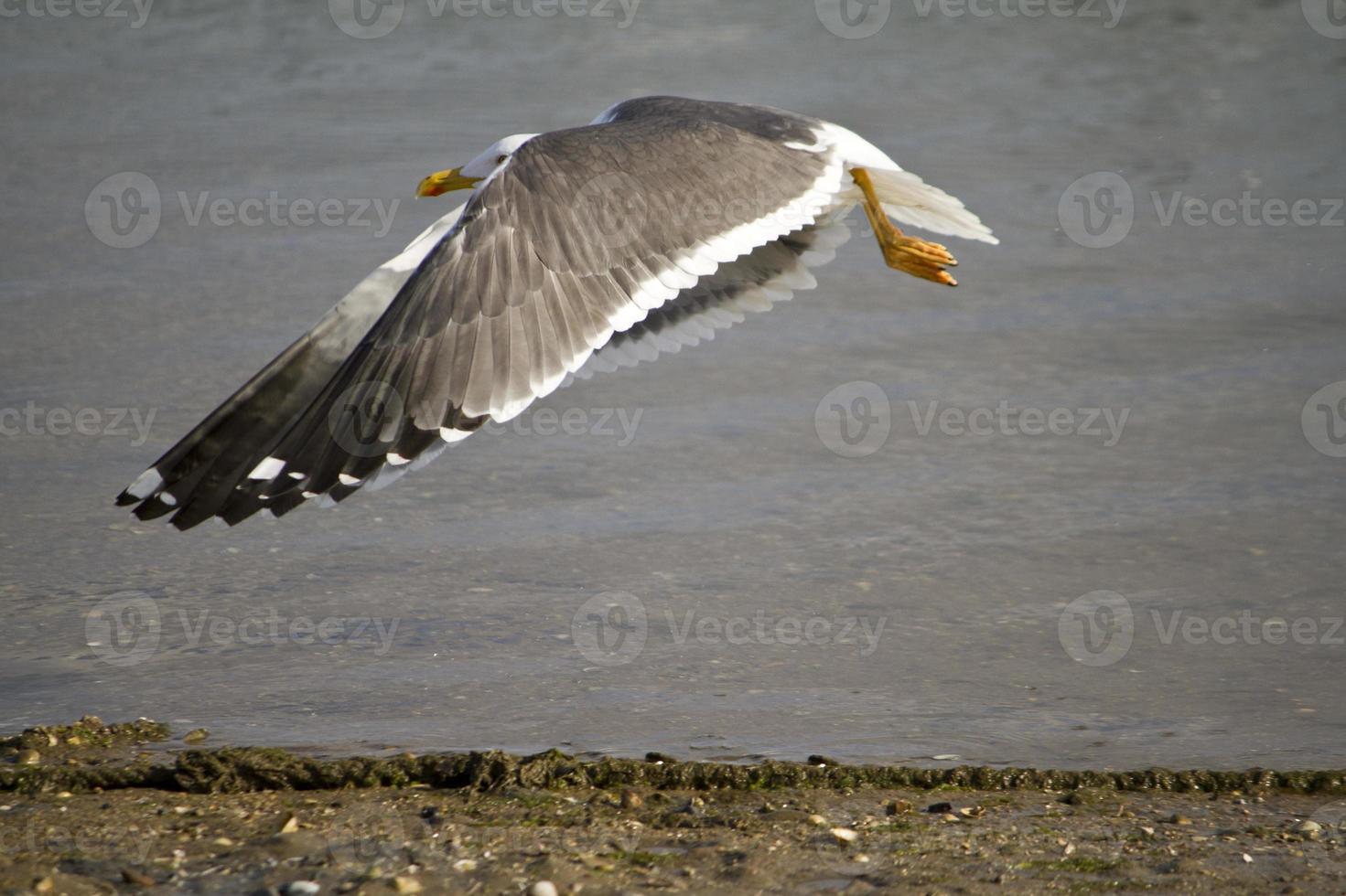 vol de mouette près du rivage photo