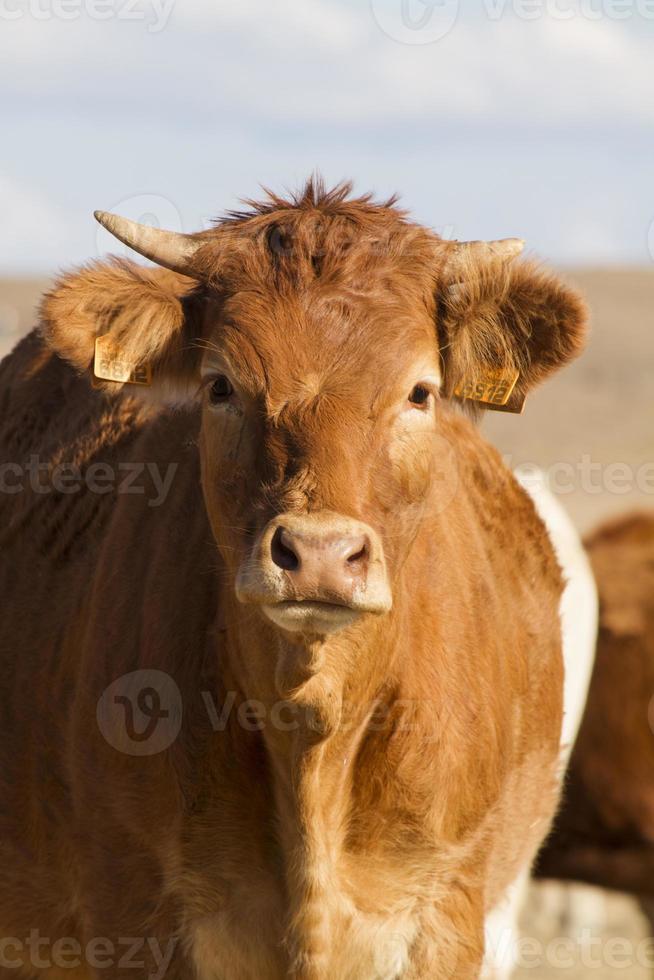 vaches brunes sur terre aride photo