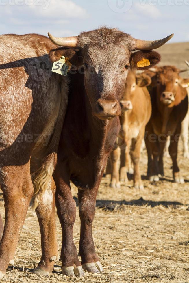 vaches brunes sur terre aride photo