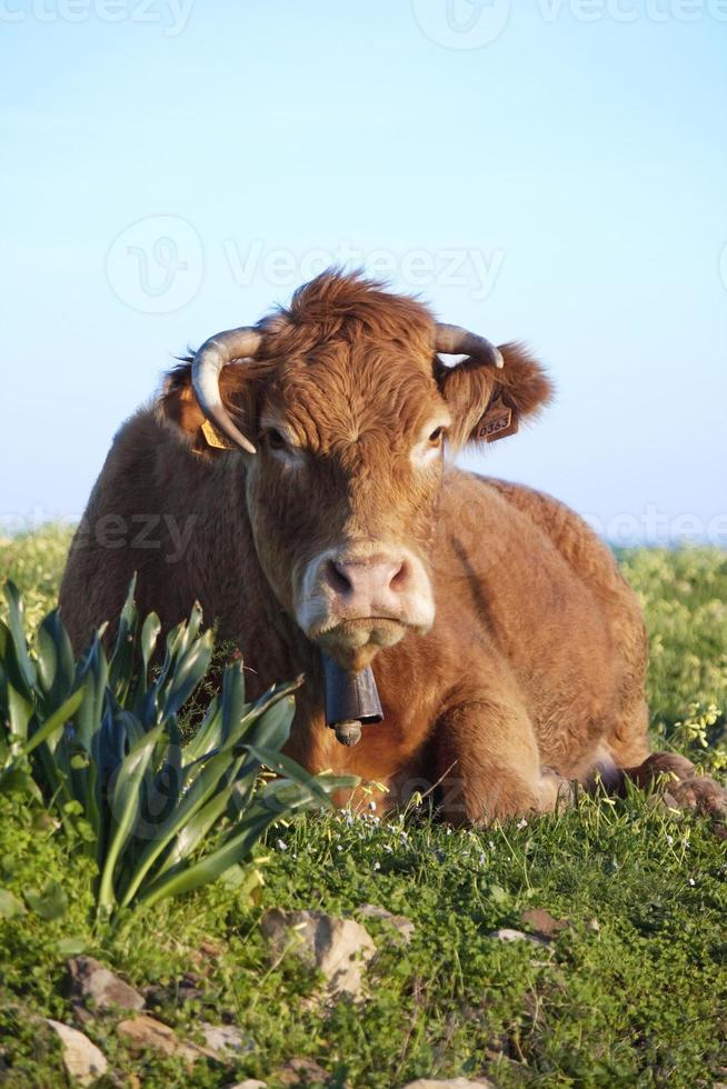 vache brune gros plan photo