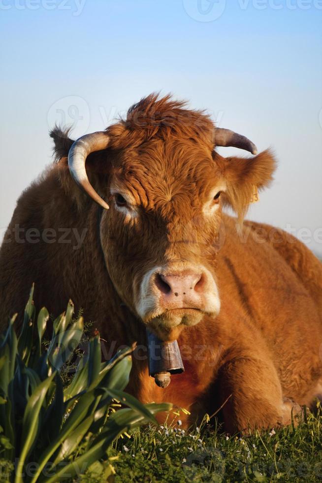 vache brune gros plan photo