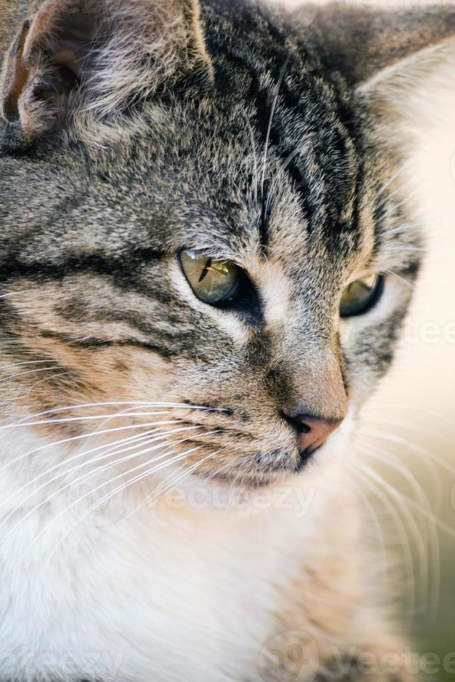 gros plan de chat domestique photo