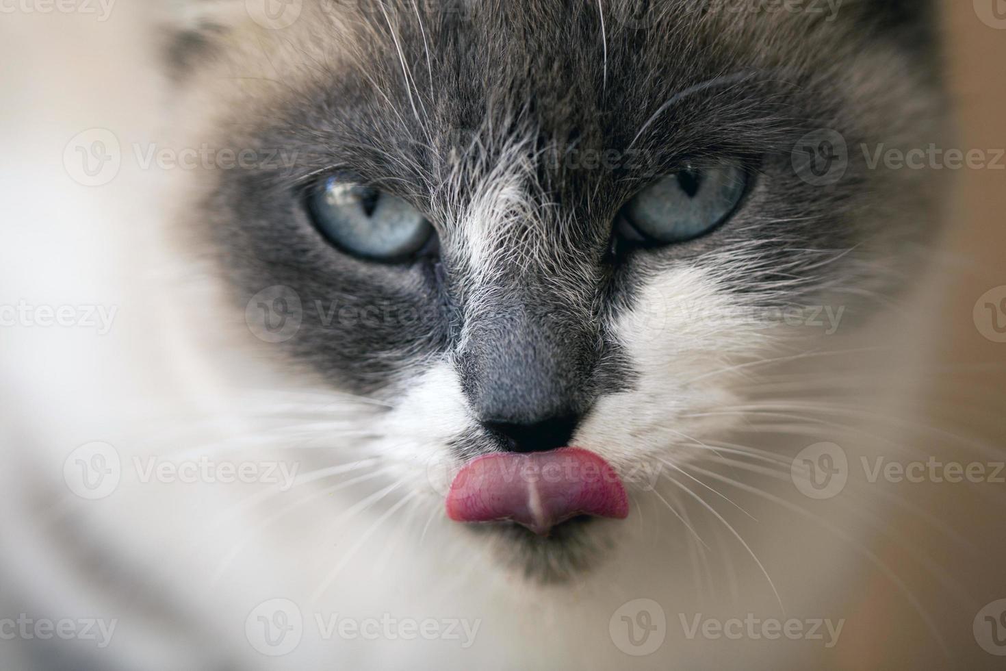 gros plan de chat domestique photo