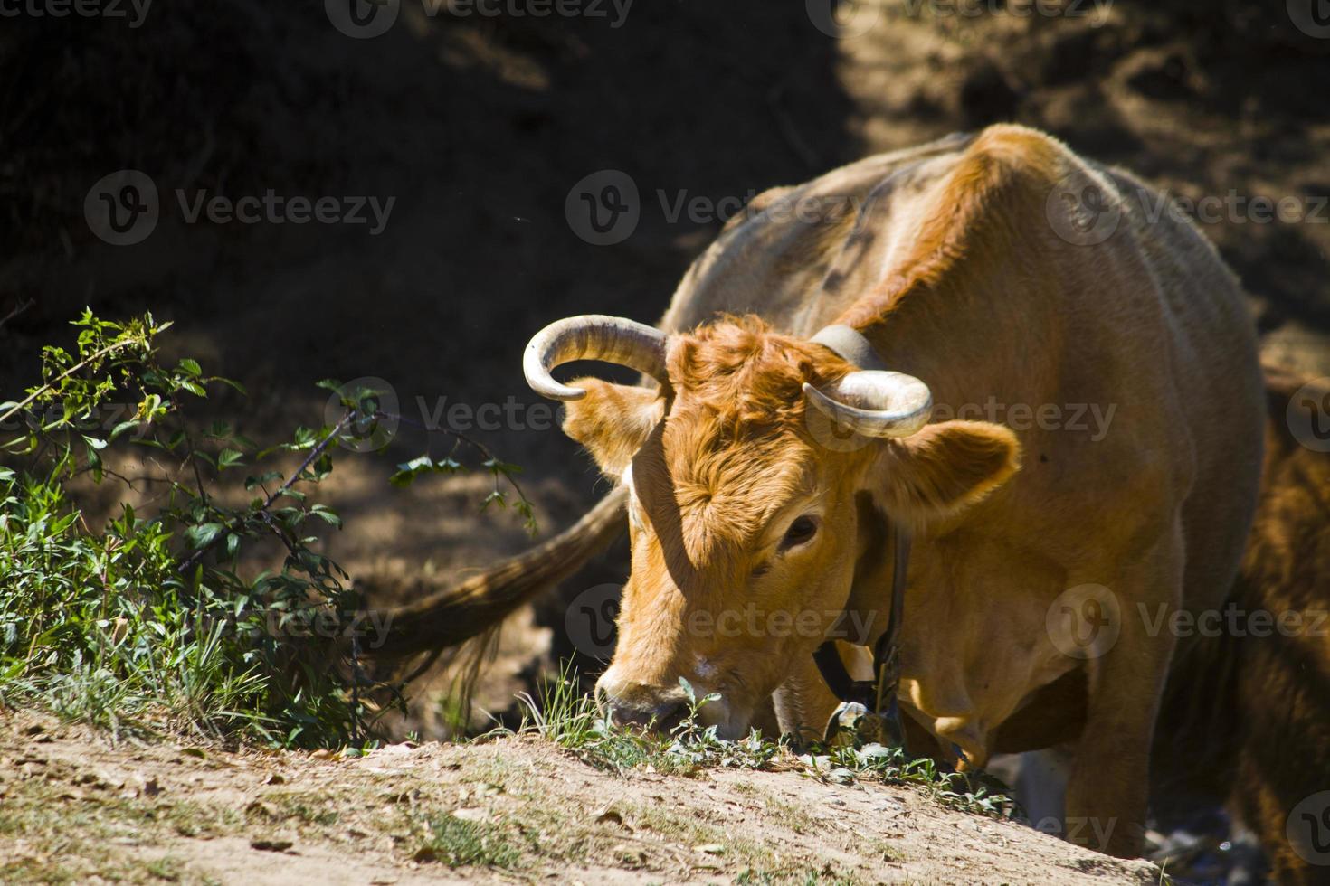 vache brune domestiquée photo