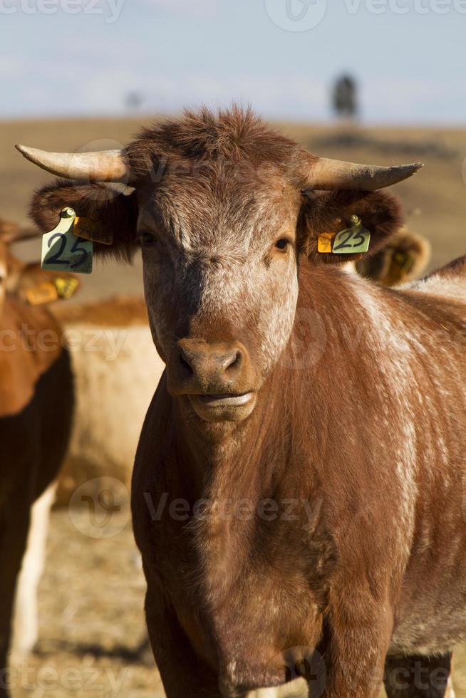 vaches brunes sur terre aride photo