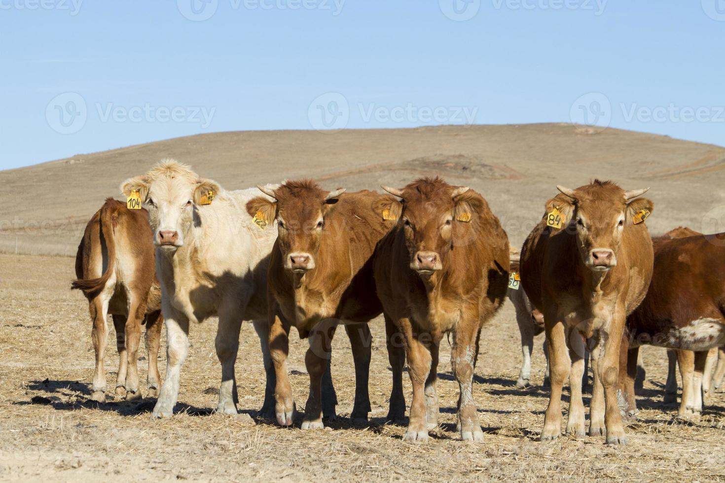 vaches brunes sur terre aride photo