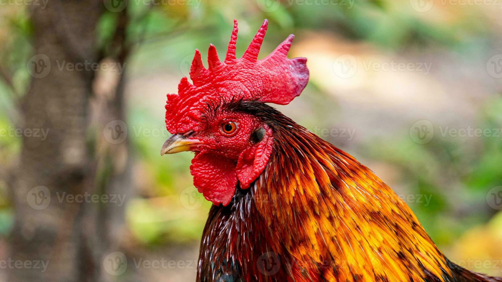 bantam marchant dans le jardin photo