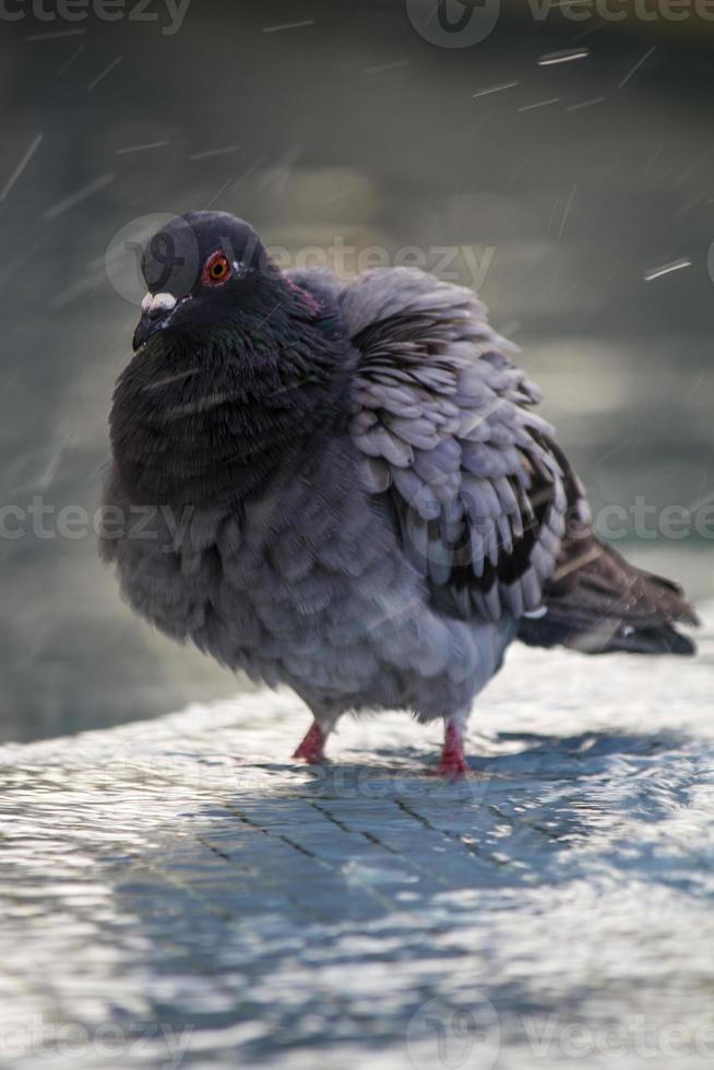 pigeon urbain prend un bain photo