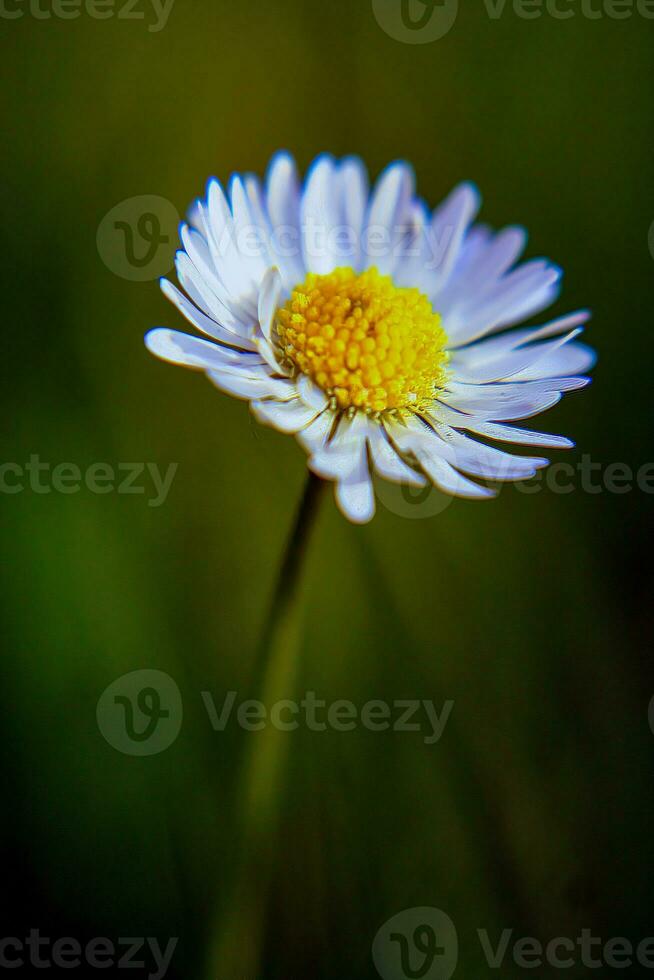 absolu magnifique Marguerite fleur épanouissement dans le parc pendant lumière du soleil de été journée photo