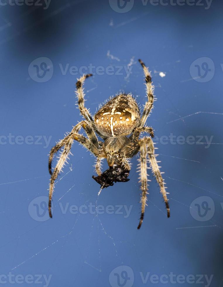 araignée de jardin européenne photo