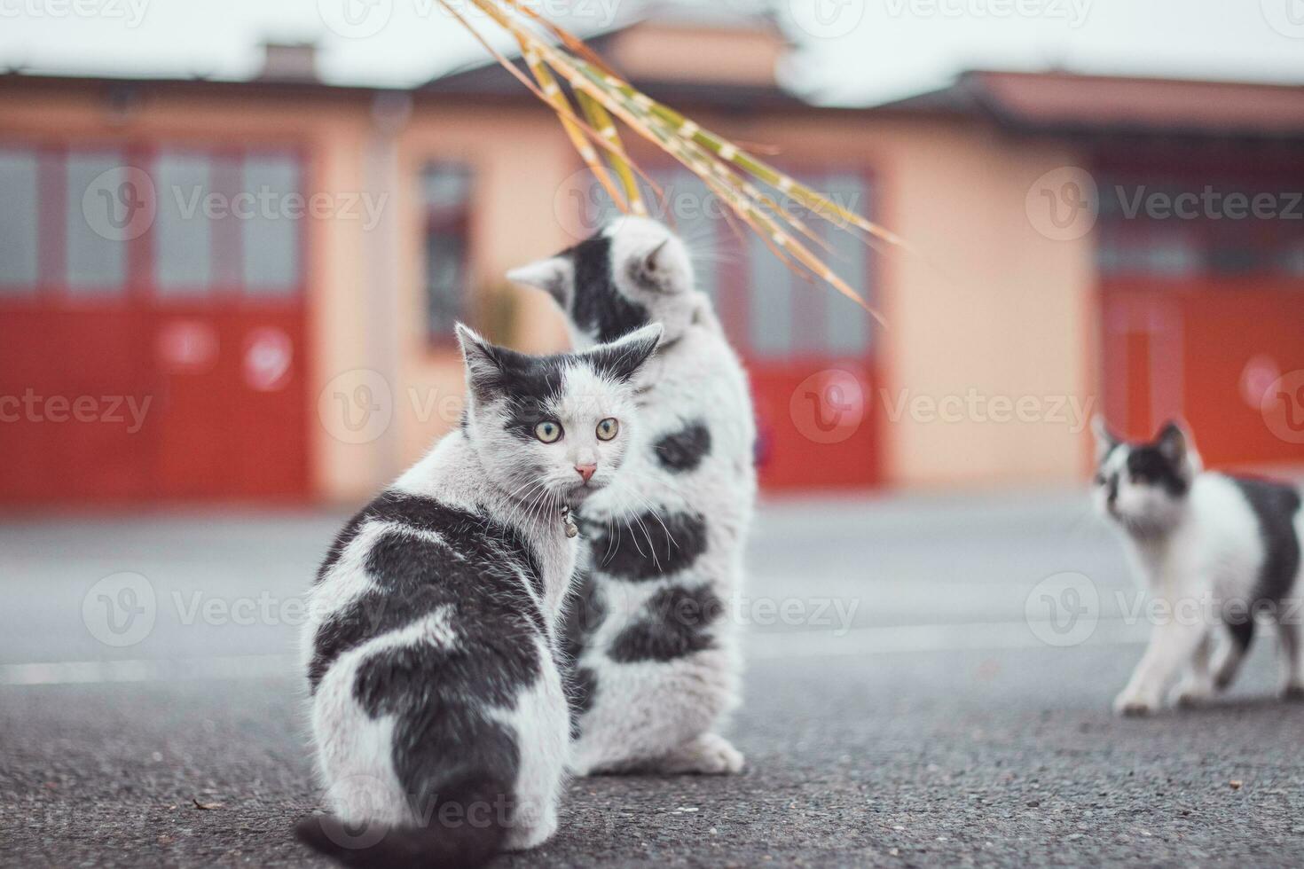 portrait de une blanc et noir chaton avec une cloche sauter et en jouant avec une jouet. enfants joie de en jouant Jeux. famille animal de compagnie. enthousiaste et intéressé expression photo