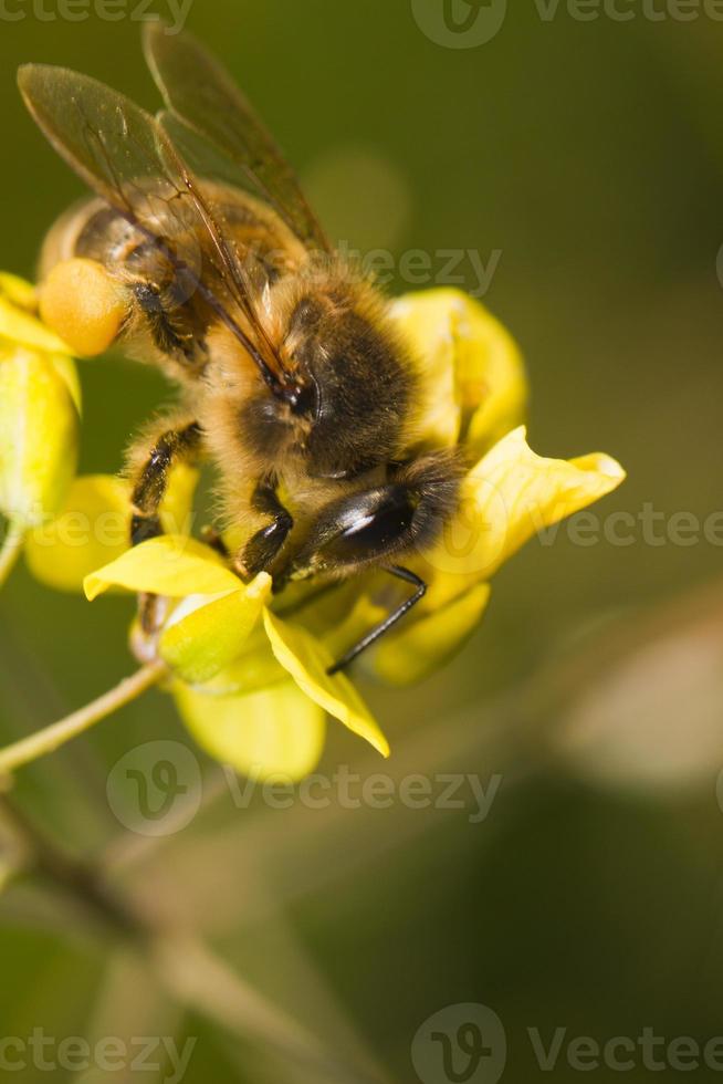 abeille ouvrière pollinisant photo