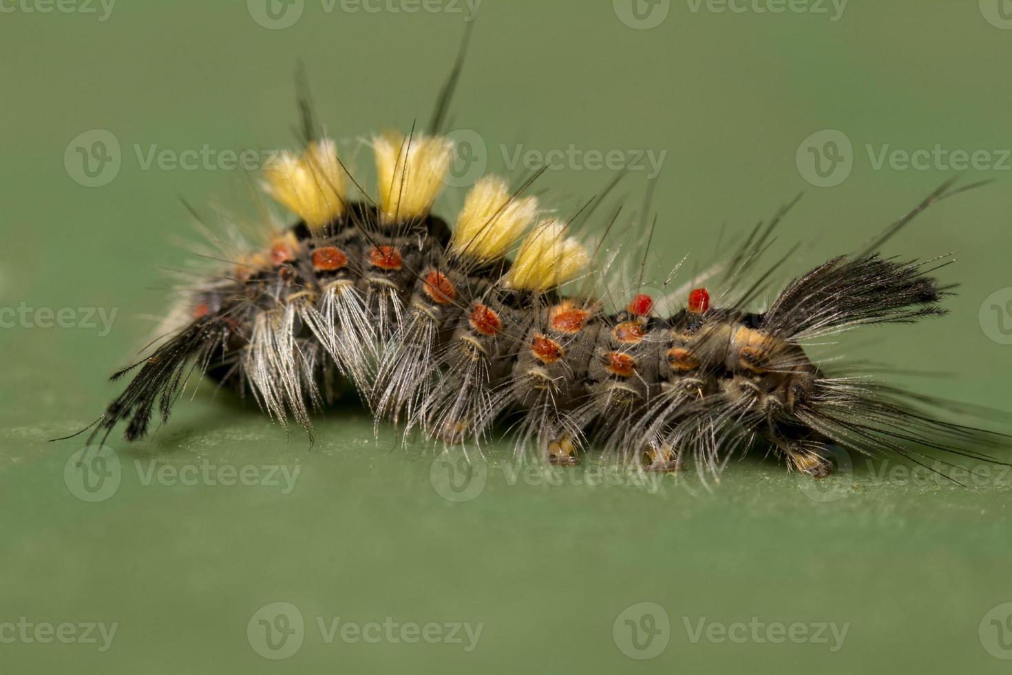 chenille à houppes rouillées photo