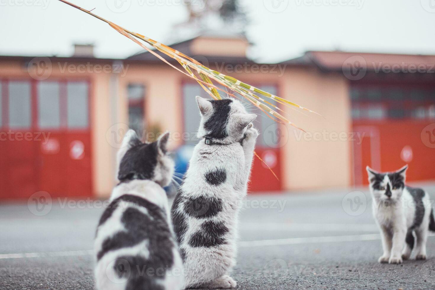 portrait de une blanc et noir chaton avec une cloche sauter et en jouant avec une jouet. enfants joie de en jouant Jeux. famille animal de compagnie. enthousiaste et intéressé expression photo