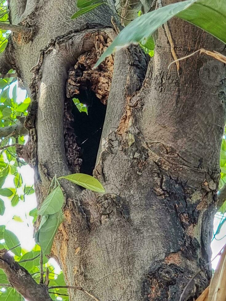 creux arbre nid de animal sur gros plante. vieux en bois trou écureuil maison dans jardin parc photo