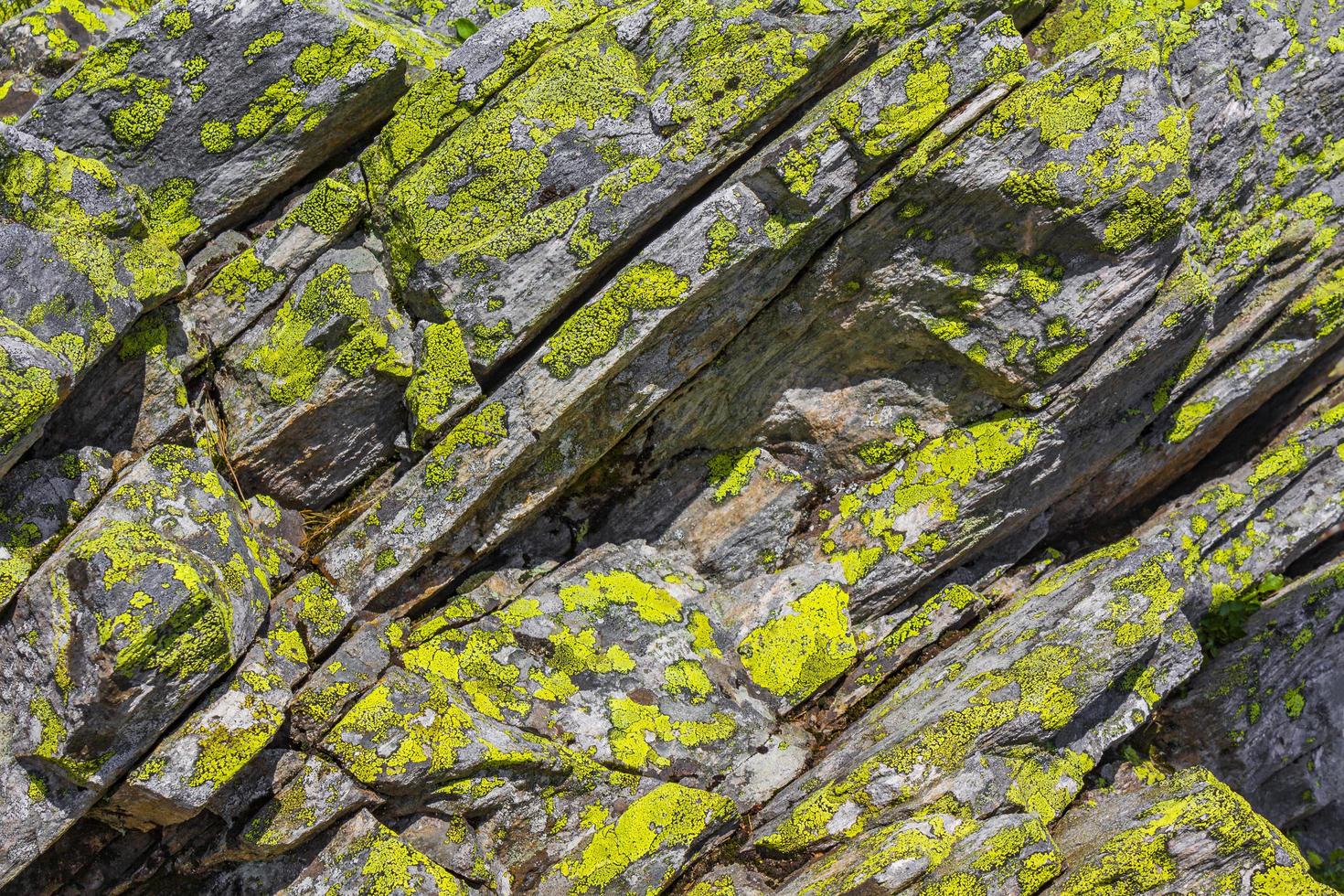 texture de roche en pierre avec de la mousse jaune verte et du lichen norvège photo