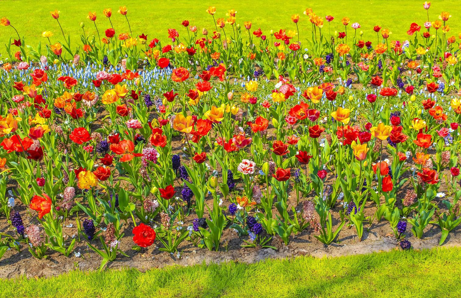 Rose jaune rouge tulipes jonquilles parc de Keukenhof lisse Hollande Pays-Bas photo
