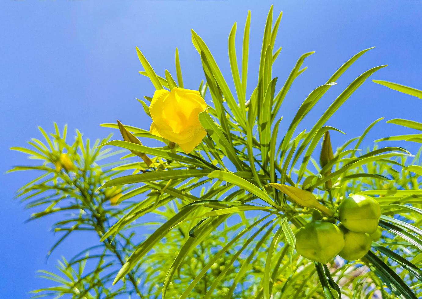 Fleur de laurier-rose jaune sur arbre avec ciel bleu au Mexique photo