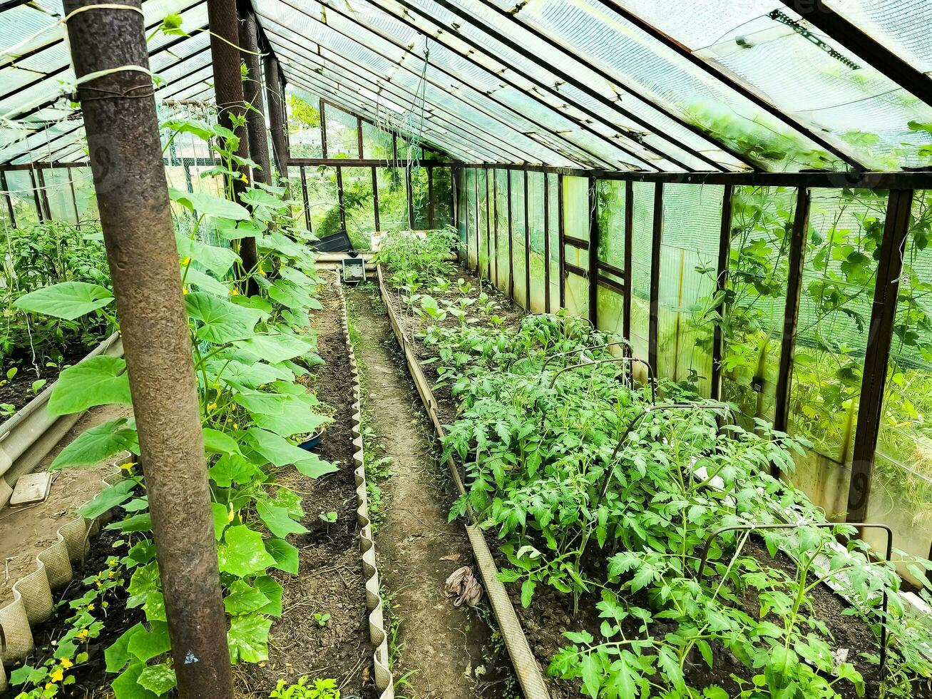 grand serre avec semis de tomates, concombres, poivrons et aubergines sur le cultiver. photo