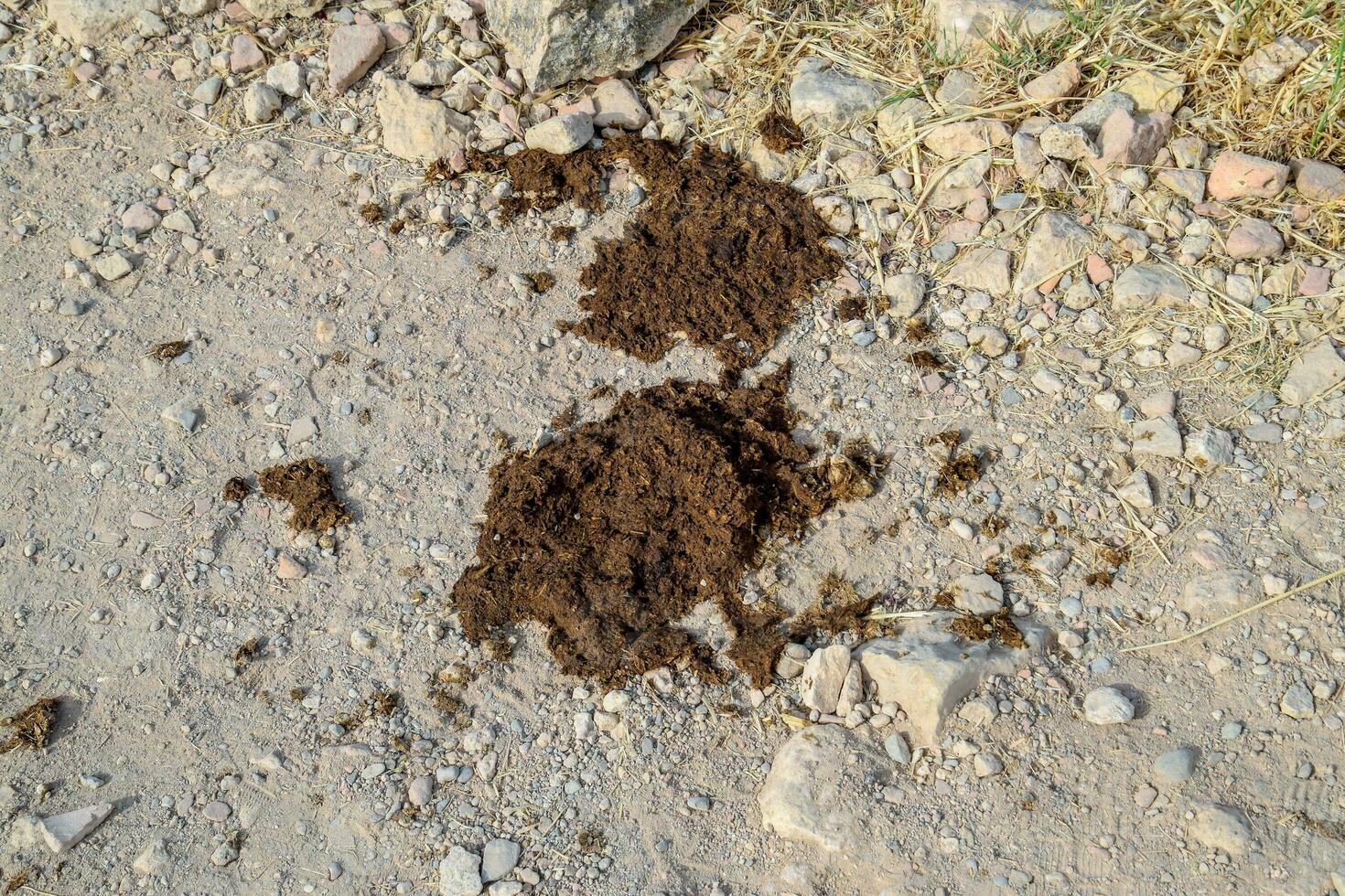 vache gâteau sur le côté de route. vache fumier. photo