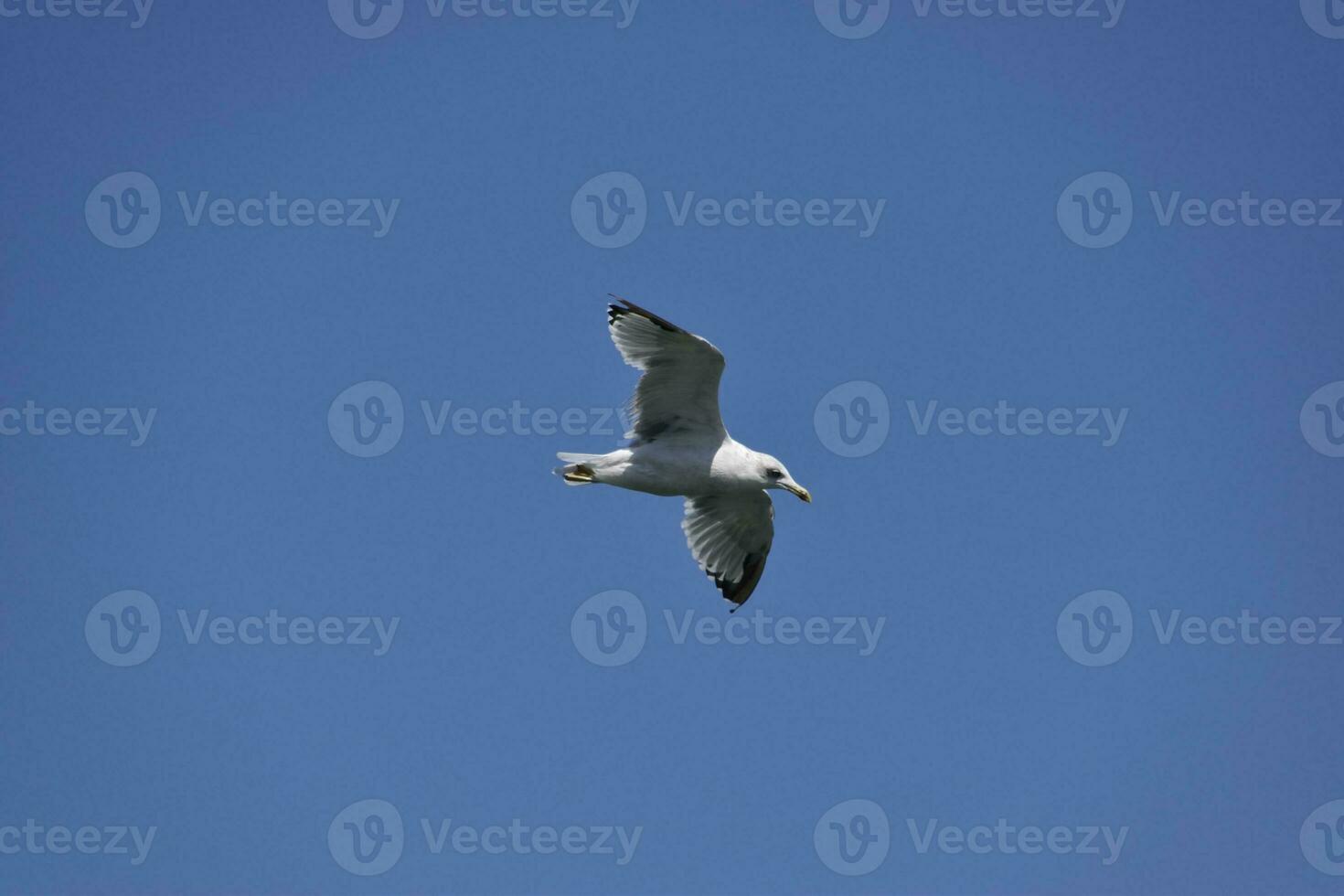 mouette en volant dans le bleu ciel. mer oiseau. photo