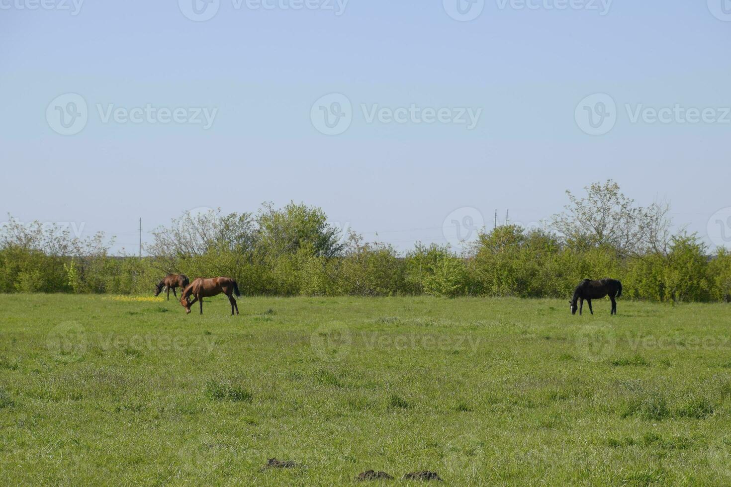 les chevaux pâturer dans le pâturage. paddock les chevaux sur une cheval cultiver. en marchant les chevaux photo