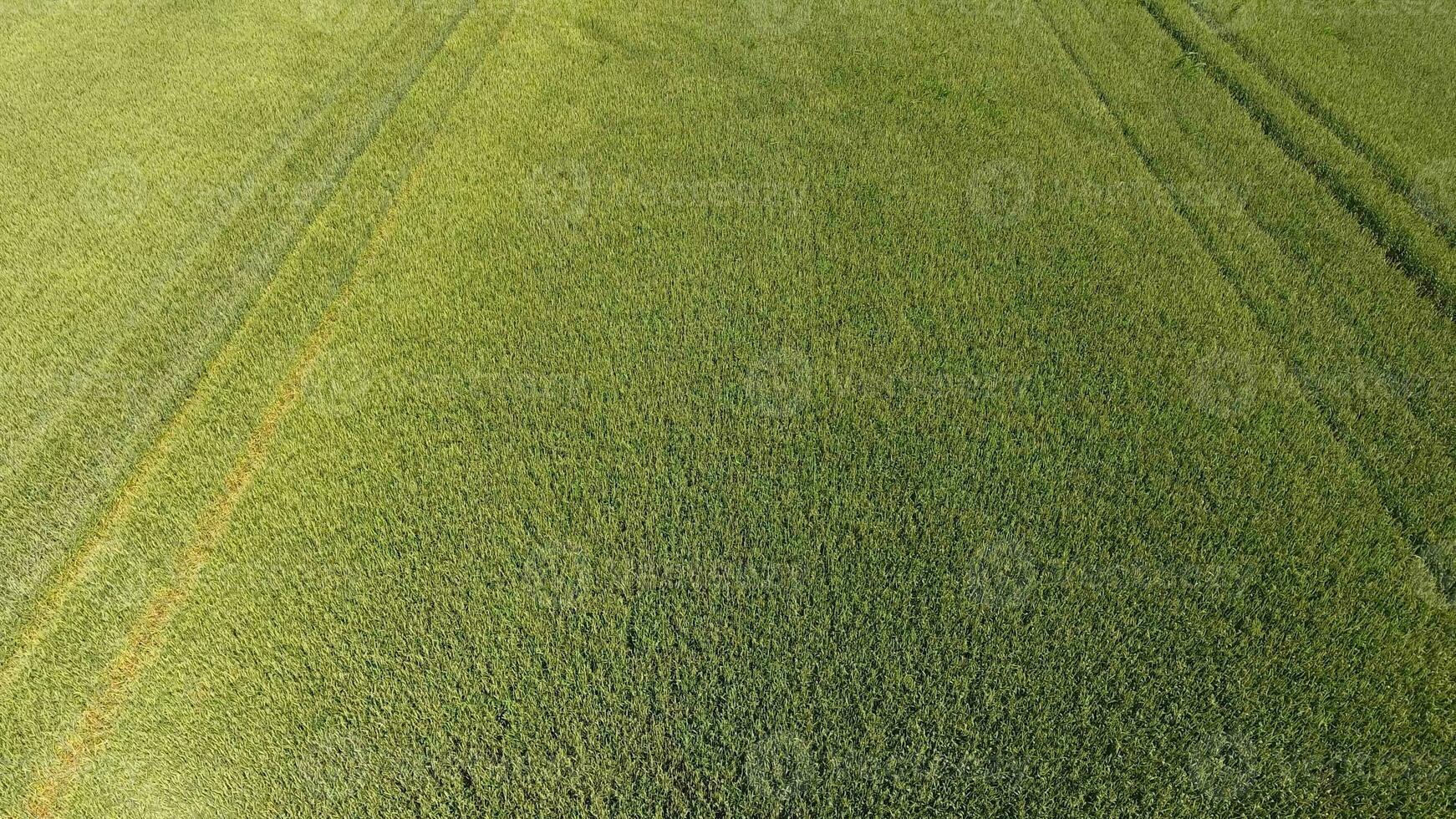 vert blé dans le champ, Haut vue avec une drone. texture de blé vert Contexte. photo