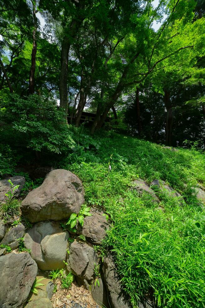 une Japonais jardin étang à tonogayato jardin dans été ensoleillé journée photo