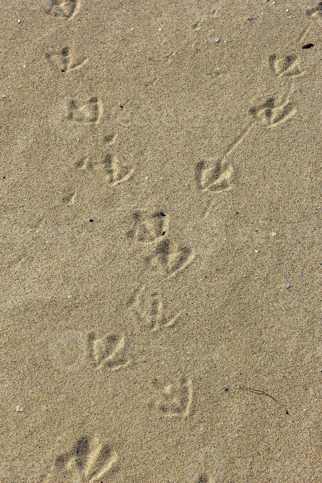 texture de sable avec des traces d'oiseaux. résumé de l'été background.vue verticale photo