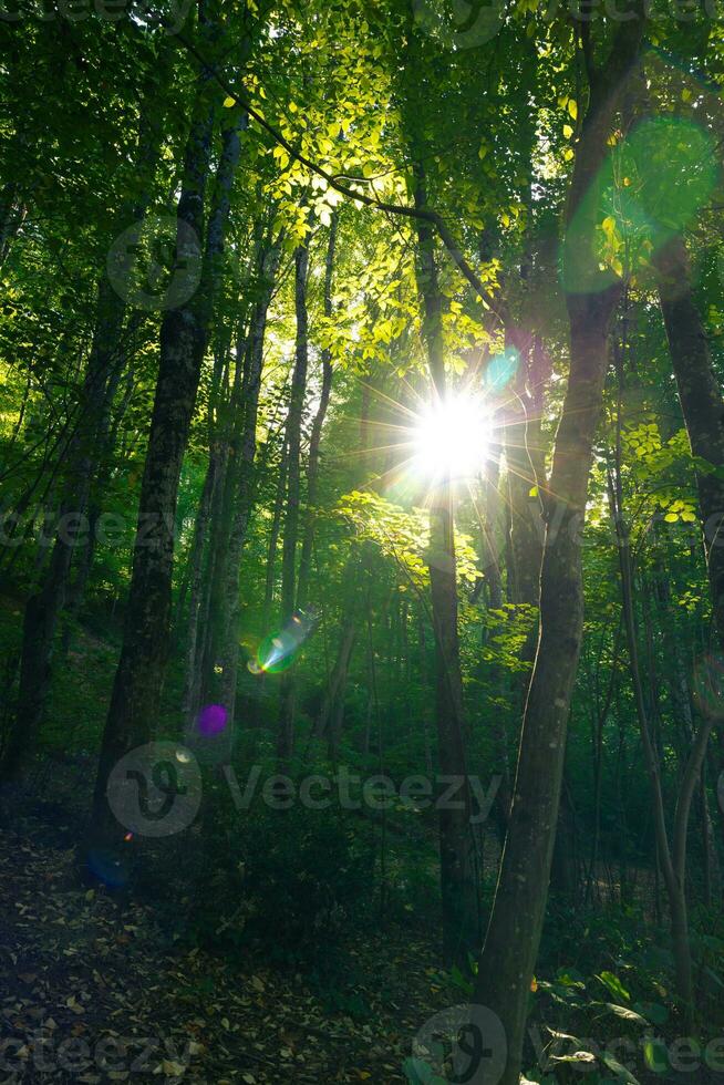 Soleil et forêt. lentille éclater avec lumière du soleil dans forêt. carbone neutralité concept photo