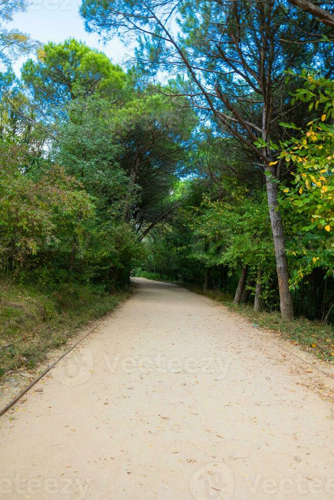 le jogging Piste dans atatürk ville forêt dans sariyer Istanbul photo