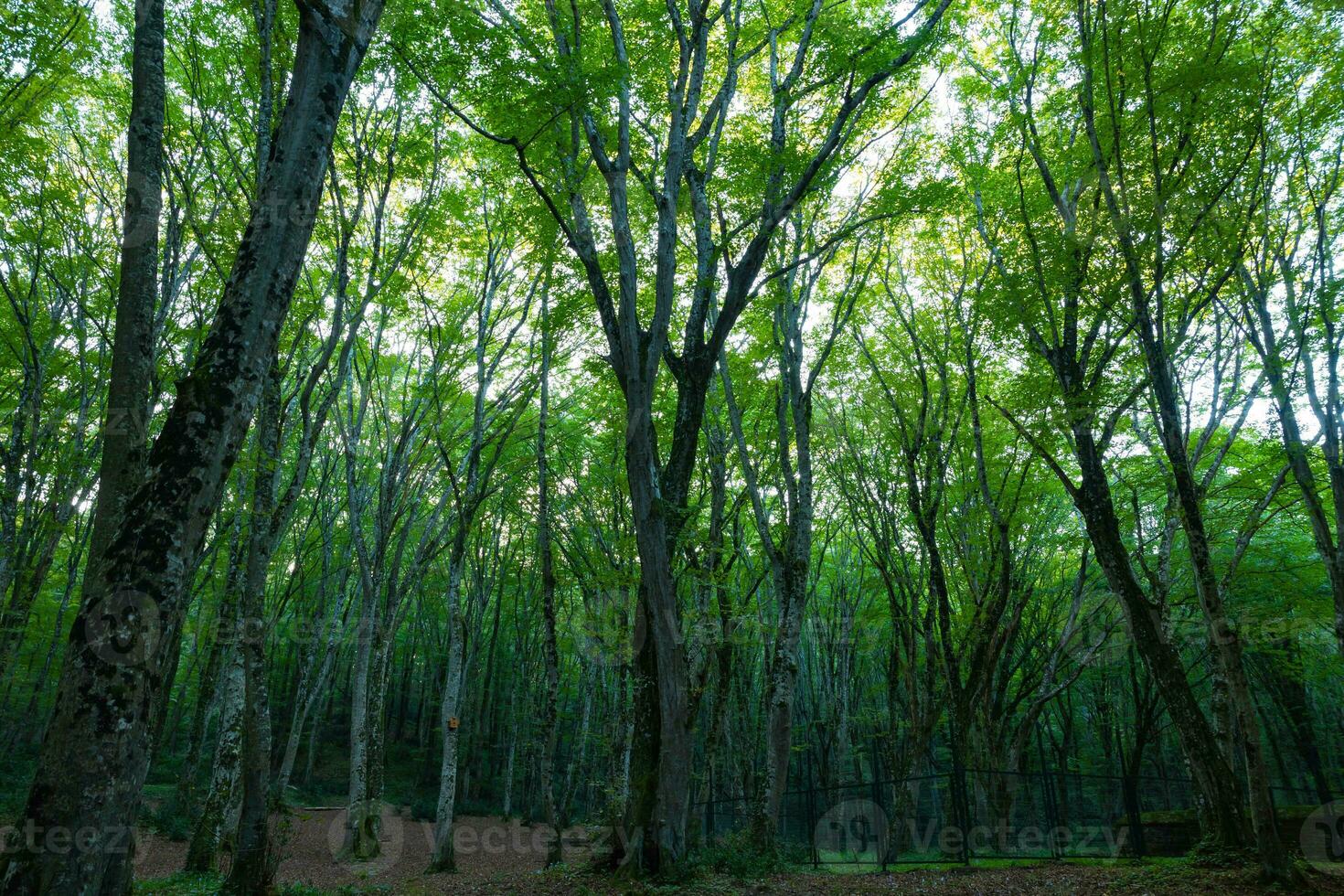 forêt vue de à l'intérieur le forêt. carbone net zéro concept Contexte photo