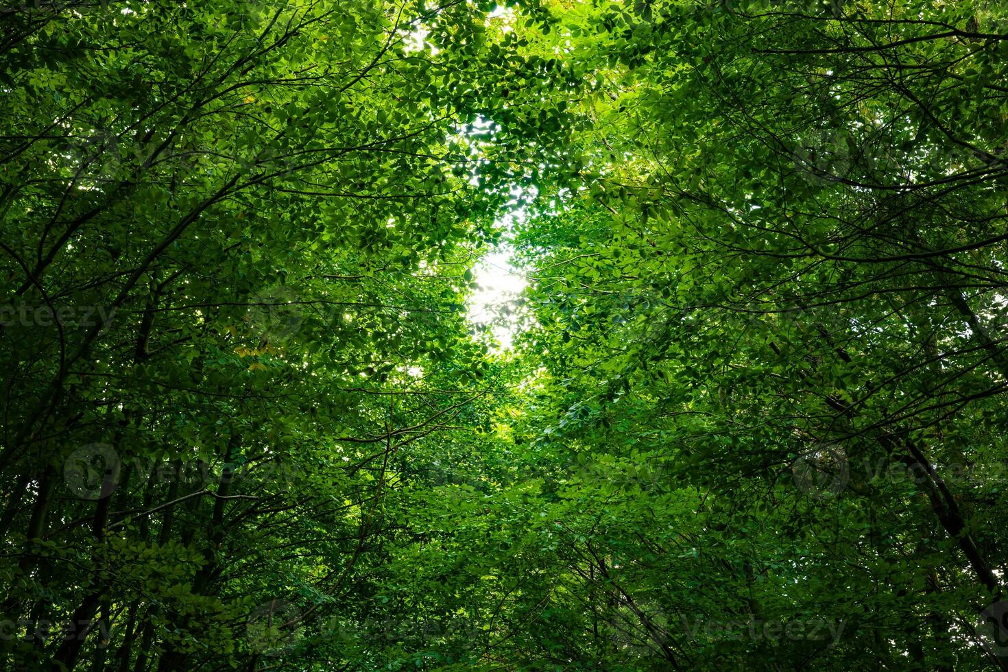luxuriant forêt Contexte photo. carbone net zéro ou carbone neutralité concept photo