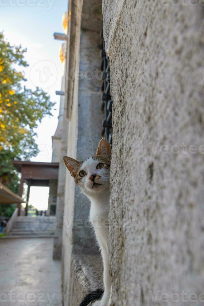 égarer chats de istanbul. turc culture Contexte verticale photo