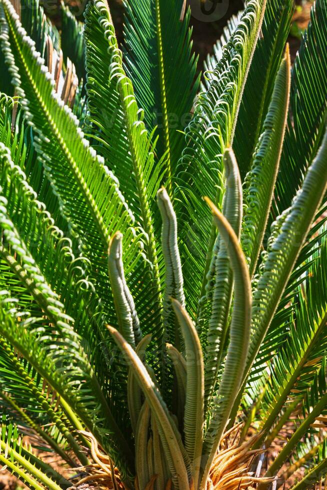cycas révolution ou sagou cycad ou sagou paume plante Contexte verticale photo