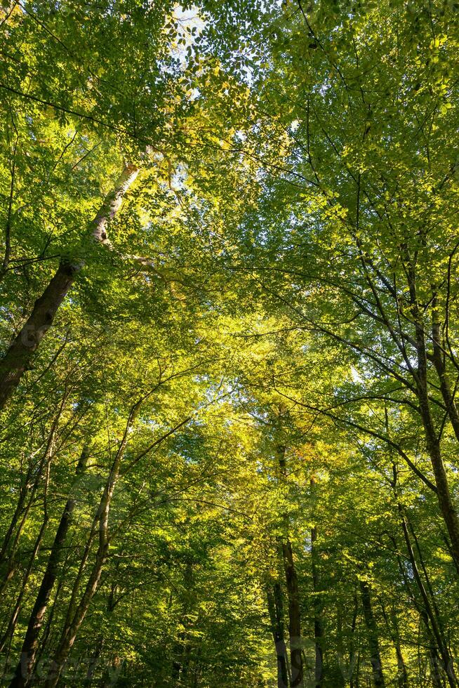 forêt voir. brillant couleurs de feuilles et des arbres de une forêt. carbone net zéro photo