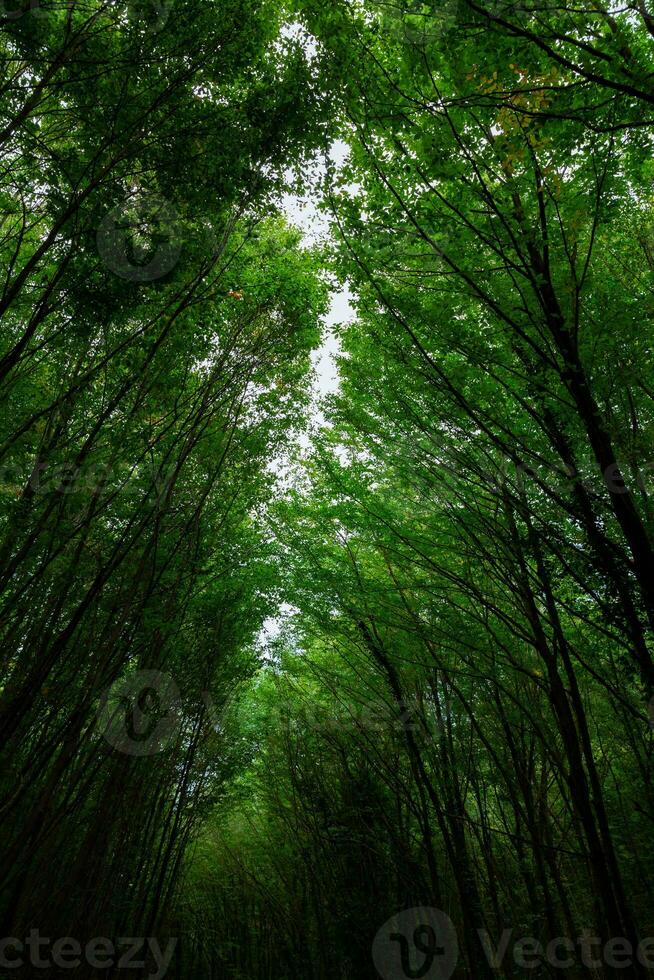 longue des arbres dans une luxuriant forêt. carbone net zéro verticale concept photo