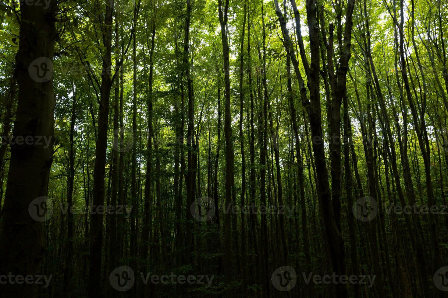 silhouette de des arbres dans foncé forêt voir. de mauvaise humeur forêt. photo