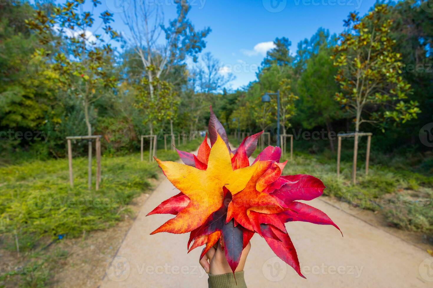 multicolore déchue feuilles sur le femme main dans concentrer contre le forêt photo