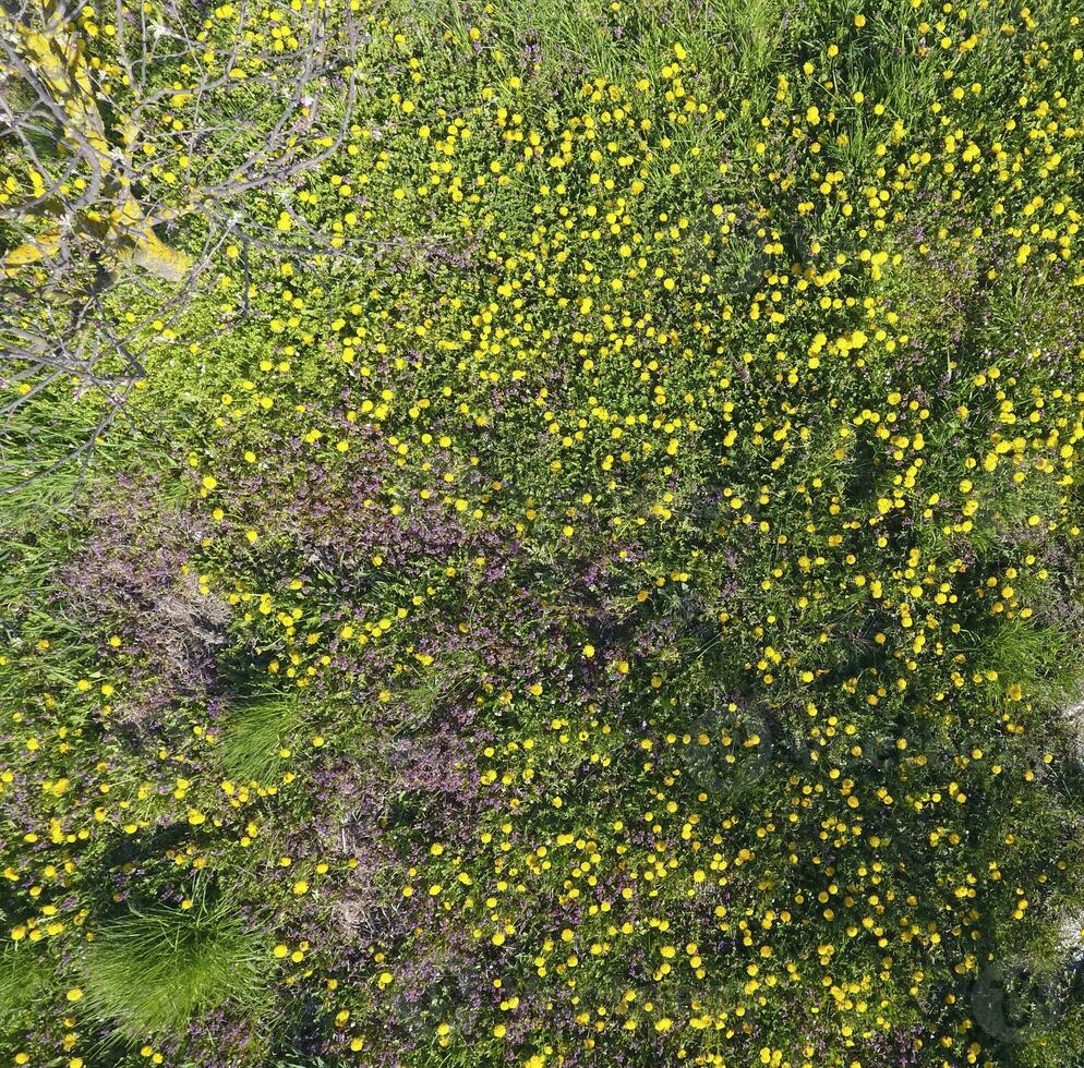 Haut vue de une fleur clairière dans le jardin. pissenlits sont Jaune fleurs et autre fleurs photo