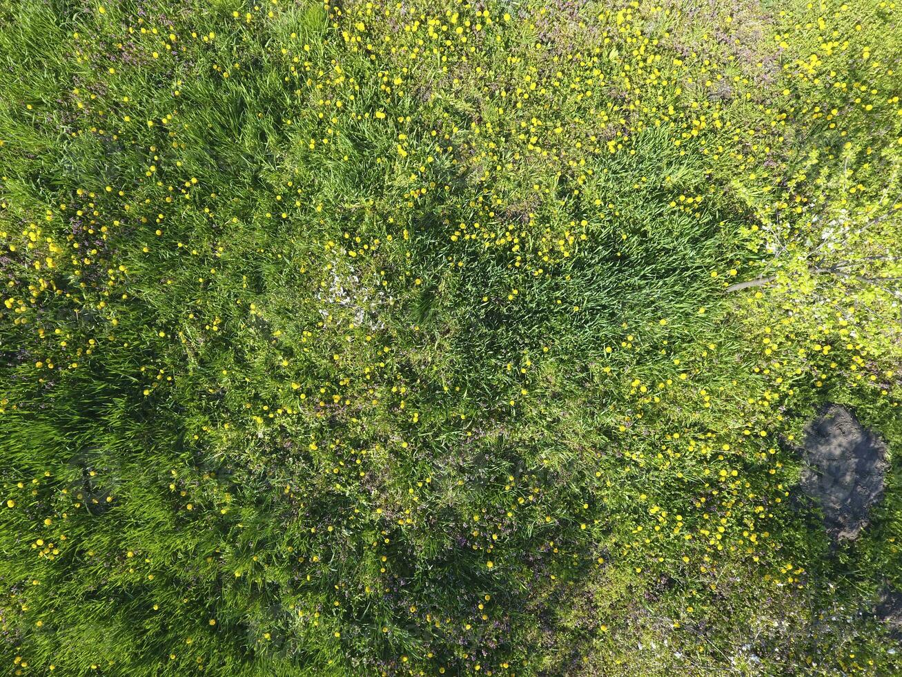 Haut vue de une fleur clairière dans le jardin. pissenlits sont Jaune fleurs et autre fleurs photo