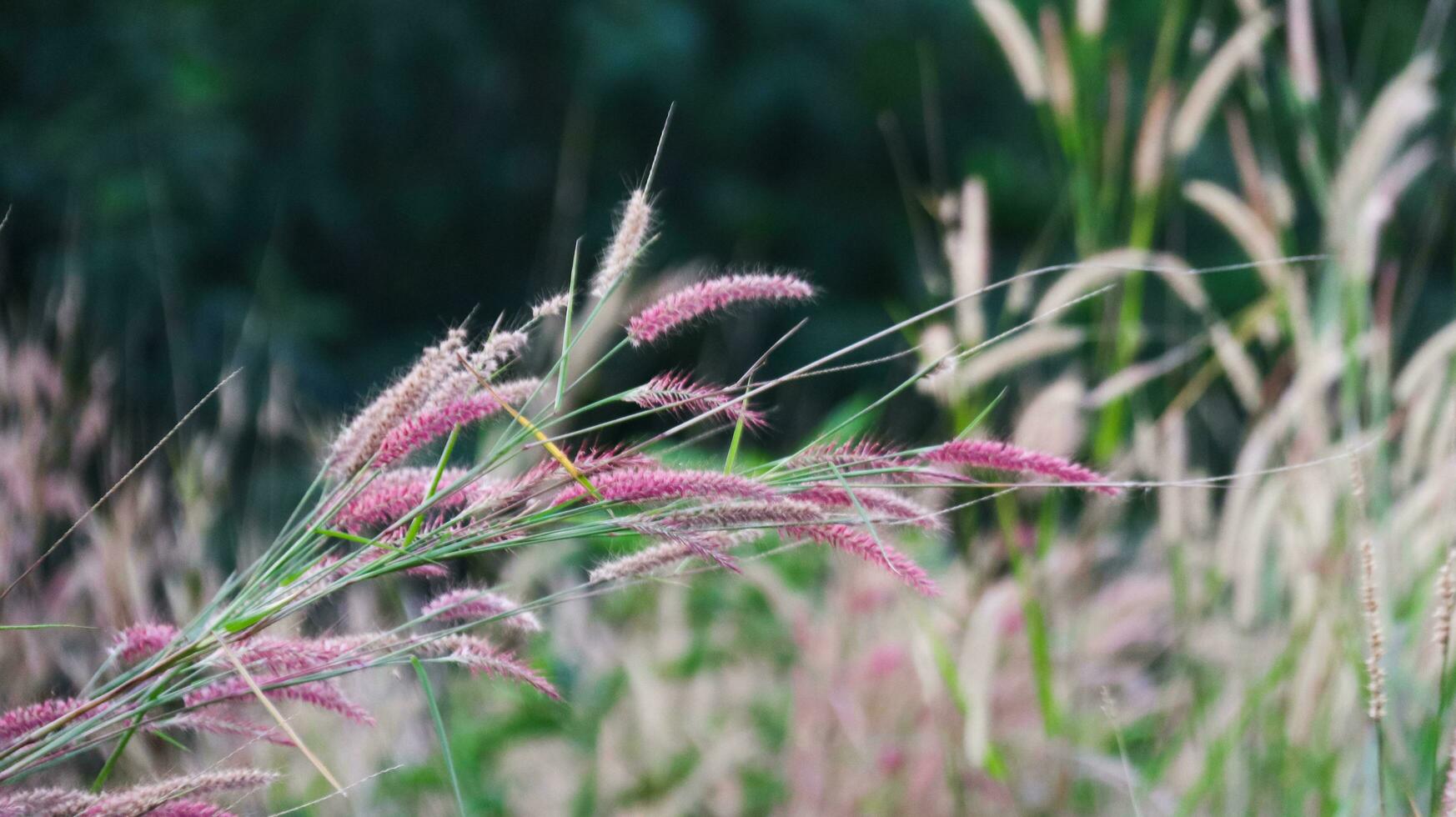 plume pennisetum herbe sur brouiller Contexte photo