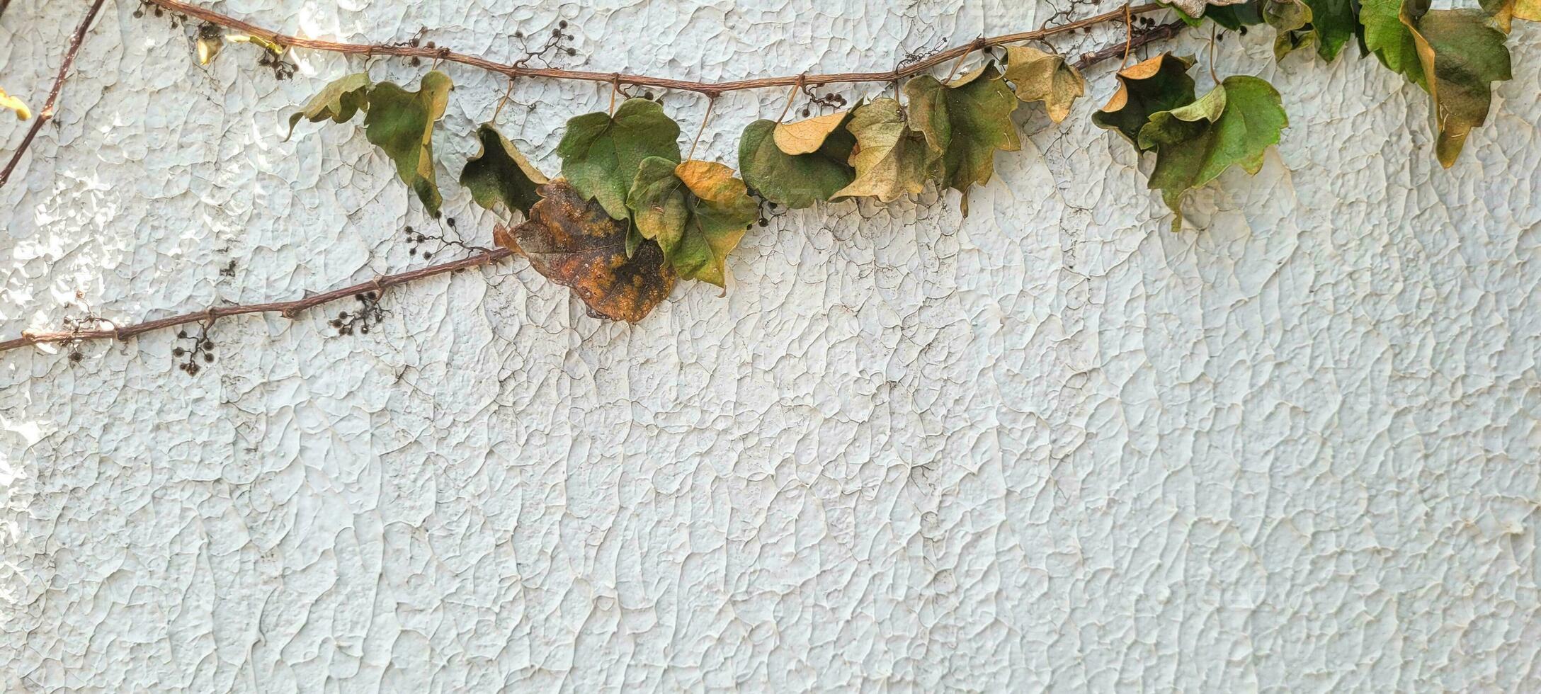 élever votre projets avec le sérénité de cette lumière Contexte image décoré avec un ornemental plante. parfait pour inspirant calme et élégance dans votre les créations. avoir il maintenant photo