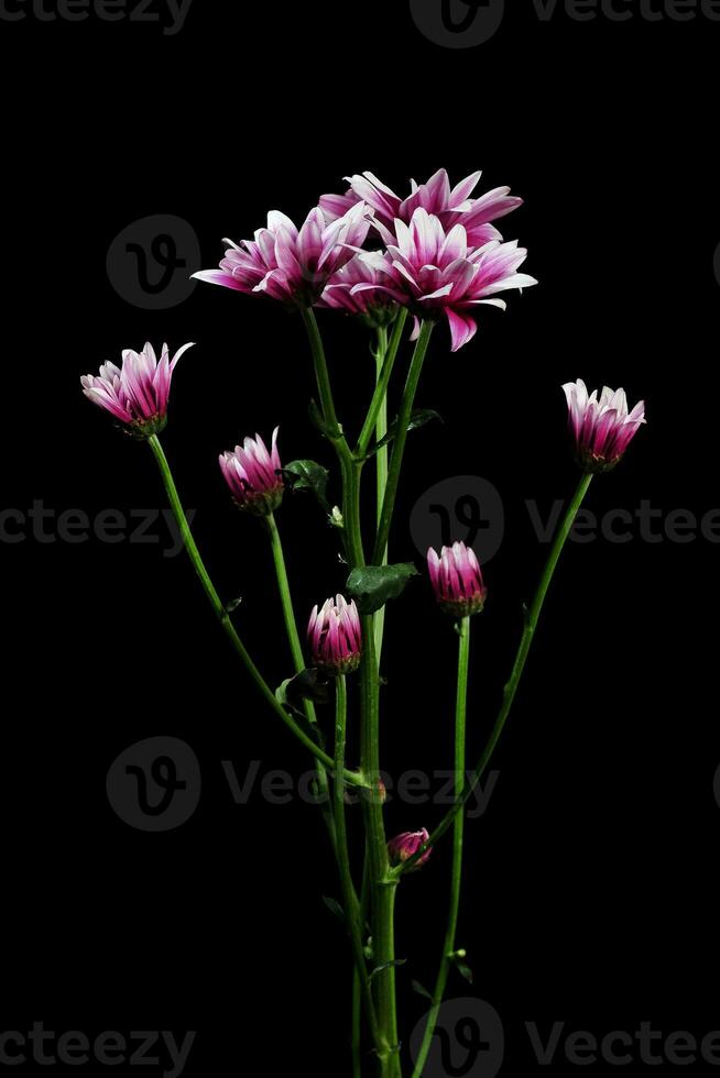 une brin de violet chrysanthème fleur photo