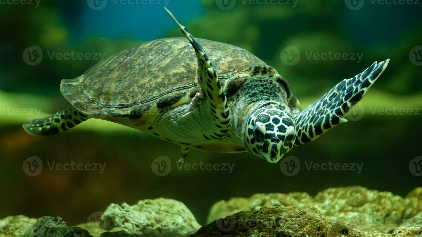 penyu Sisique ou eretmochelys imbriquée photo